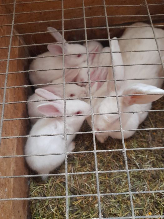 Vand iepuri  maturi si pui