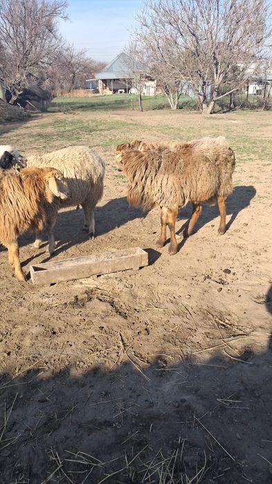 Продам кошкаров породистые