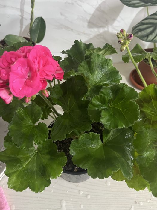 Комнатные растения