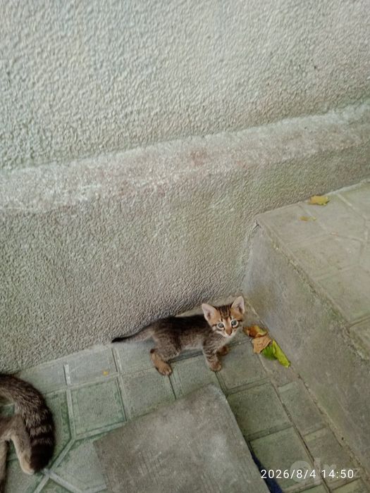 Отдам катят в хорошие руки