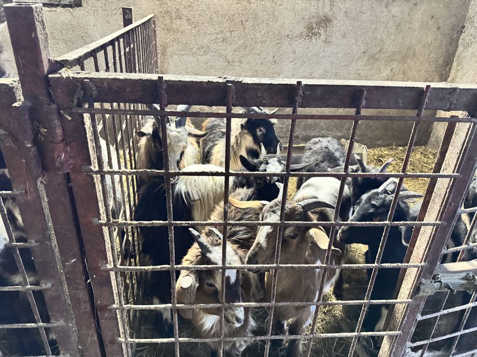 12 Iede si 3 tapi din mame bune de lapte