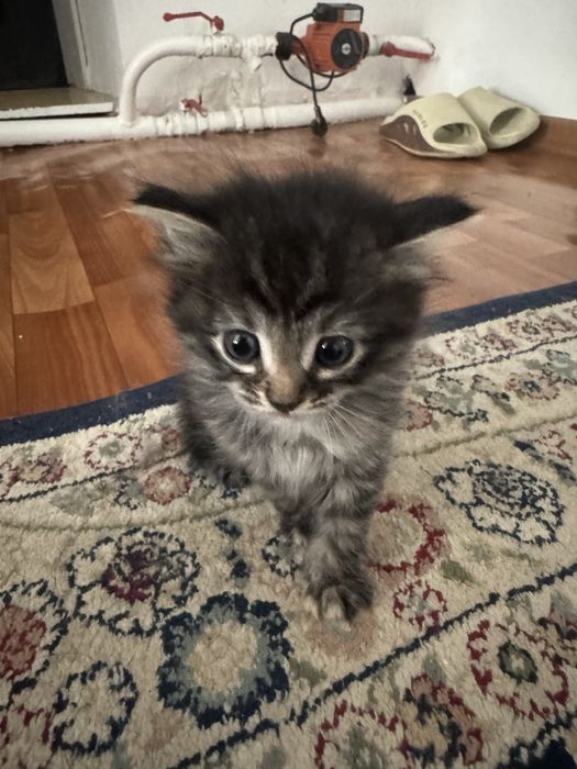 Отдам котят в добрые руки