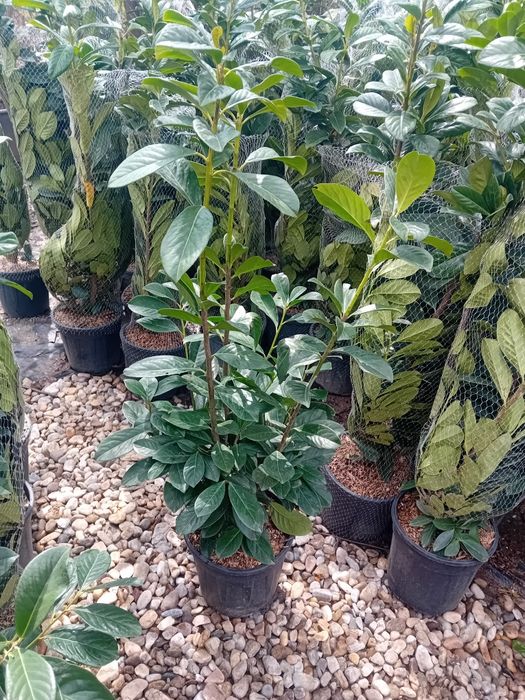 Amenajez gradini spați verzi cu plante ornamentale naturale