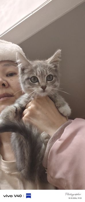 Мальчик 2мес котенок возраст 2мес
