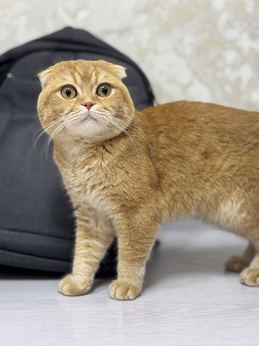 Вязка Scottish fold shinshilla