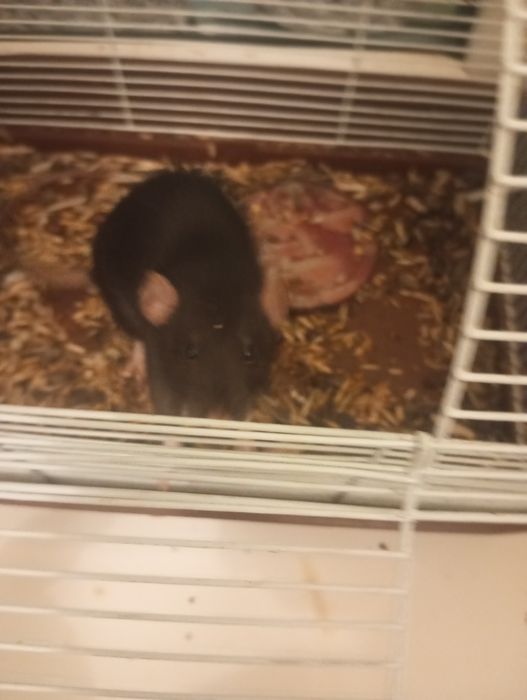 Отдам домашнию крысу даром.(Самка)