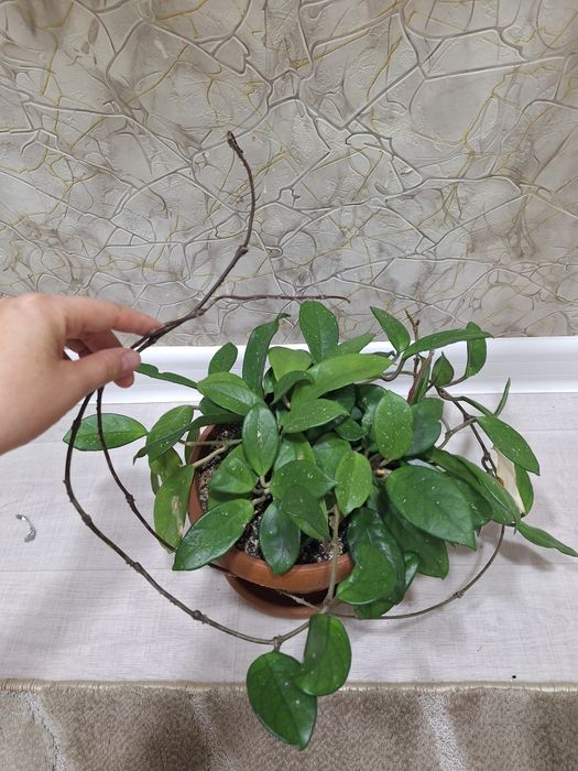 Комнат гүлдері-Комнатные цветы