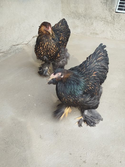 Brama Zolota 4 dona tovuq lari