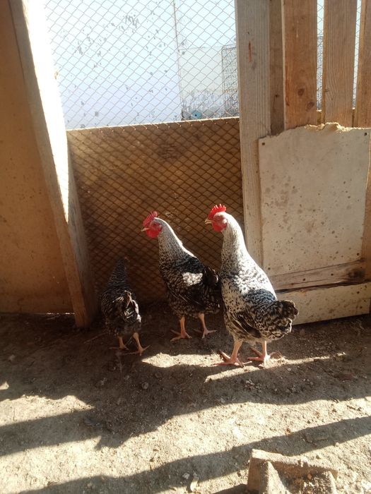 7 айлык атештер сатылады 4штук