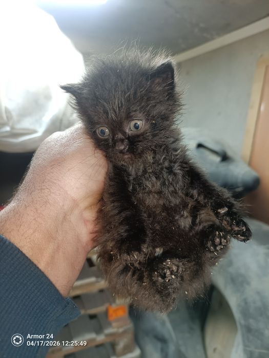 Отдам котят в добрые руки