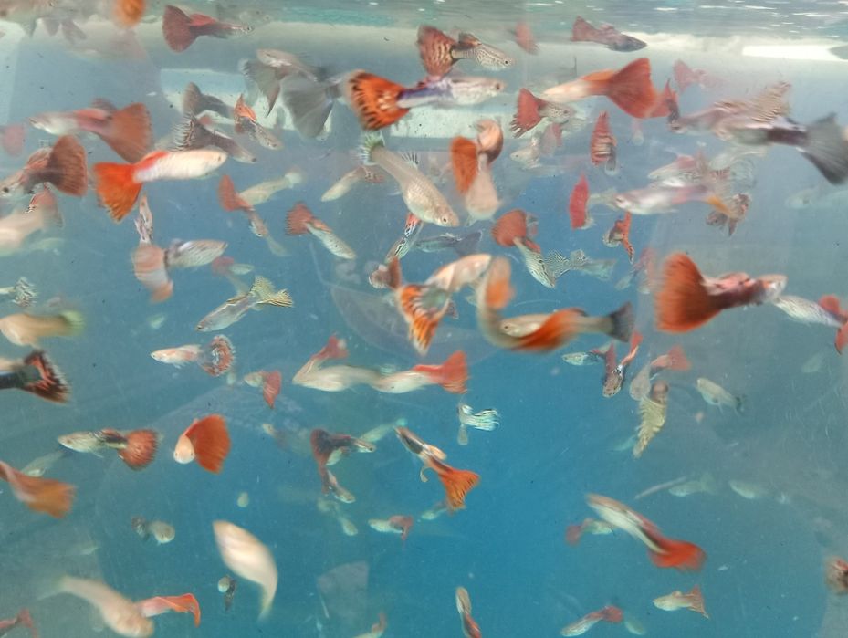 Guppy. Vivipari. Pești de acvariu. Reproducători.