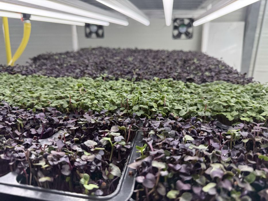 De vânzare – Afacere profitabilă în domeniul microplantelor