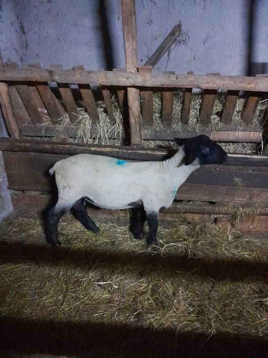 Berbecuti suffolk disponibili