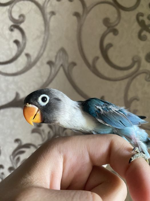 Ruchnoy papugay maska sotiladi