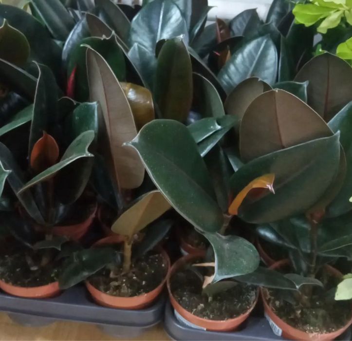 Фикус «коучконосный»