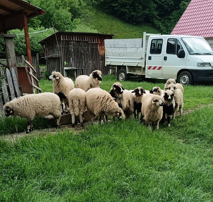 Mieluțe de vânzare.