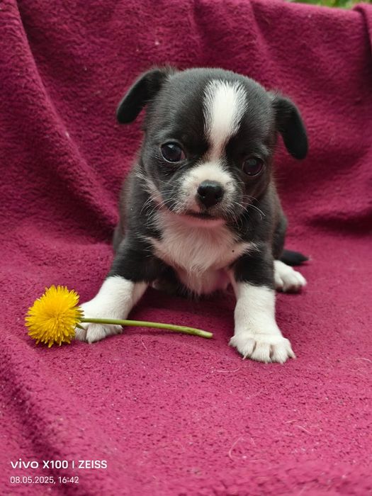 Очаровательные щенки чихуахуа.