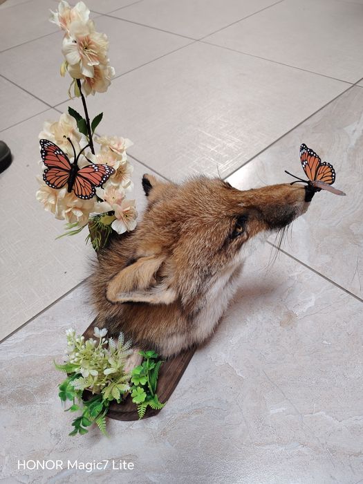 Препарирана лисица