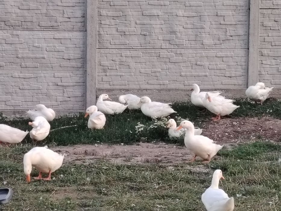 20 rațe bio, aprilie 2025 – sănătoase, crescute natural