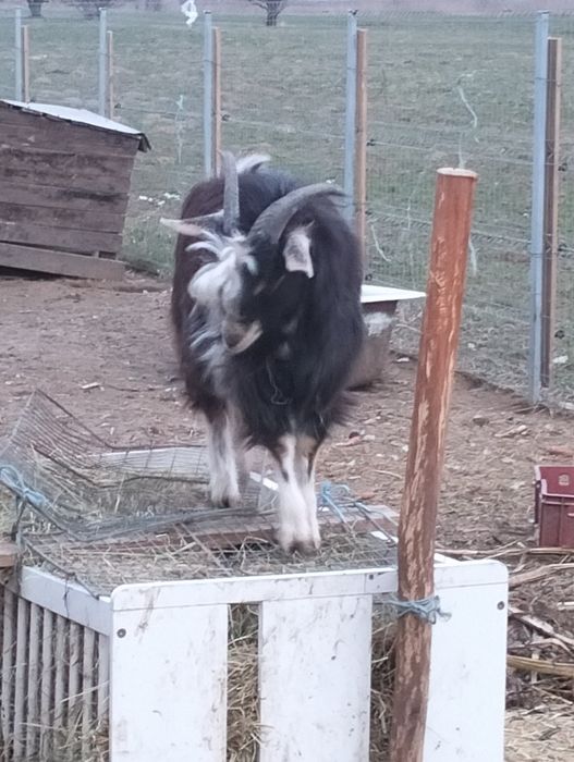 Vând țap de nou luni