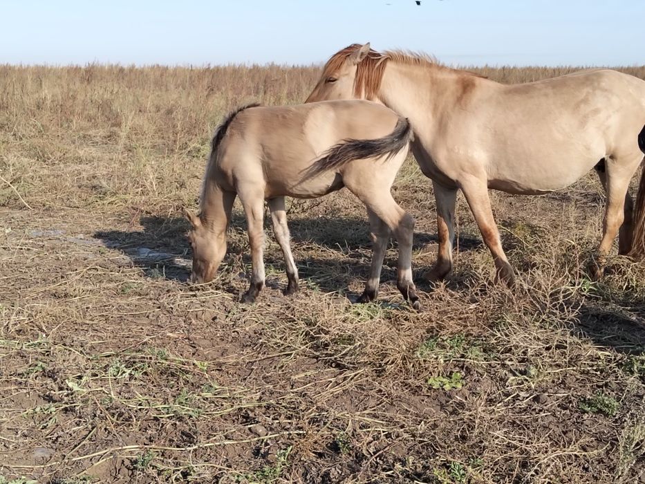 Уйырмен жылкы сатылады продам лошедей