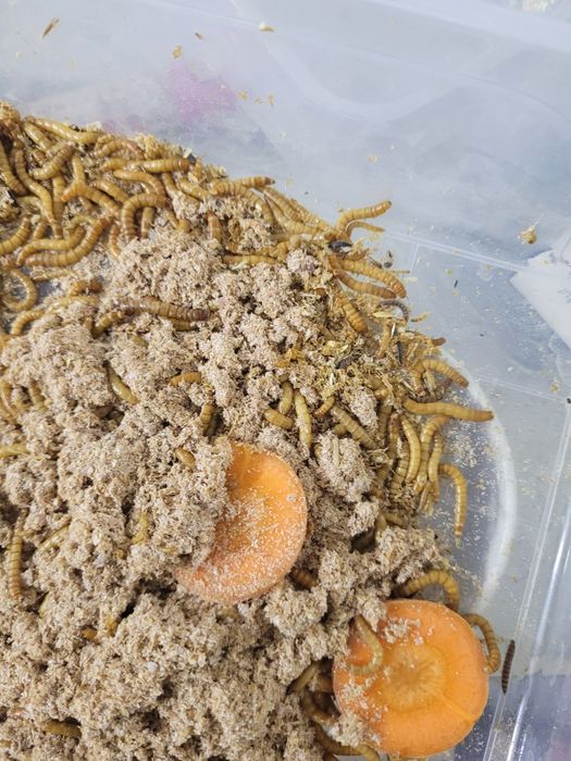 Hrana vie viermisori de faina