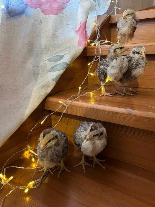 цыплята ,суточные и подрощенные