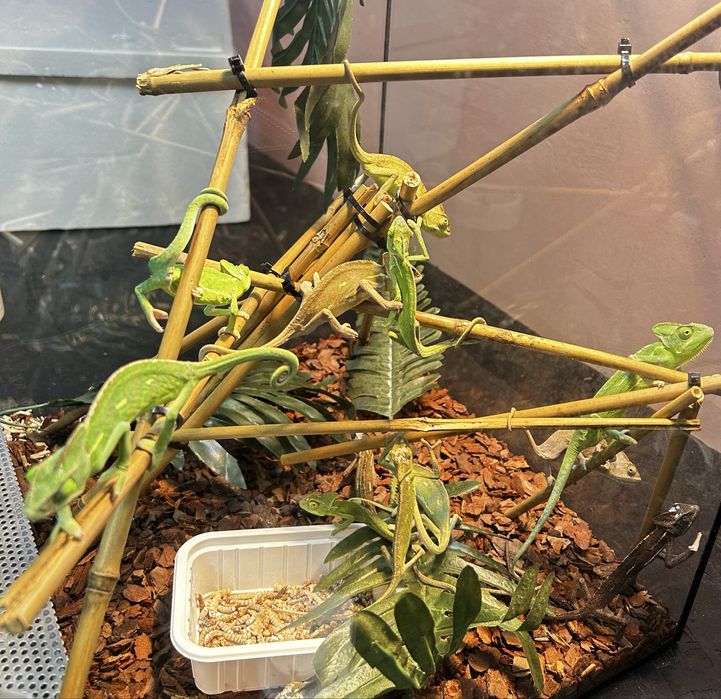 Йеменски хамелеони