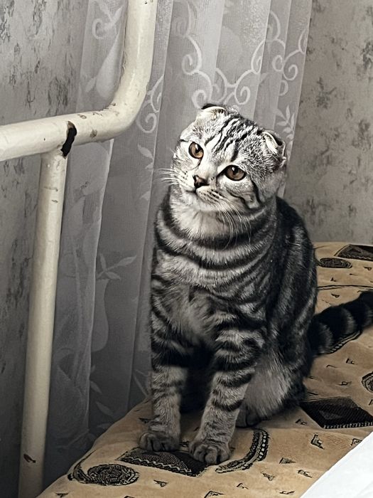 Ищу добрые руки для пушистой девочки