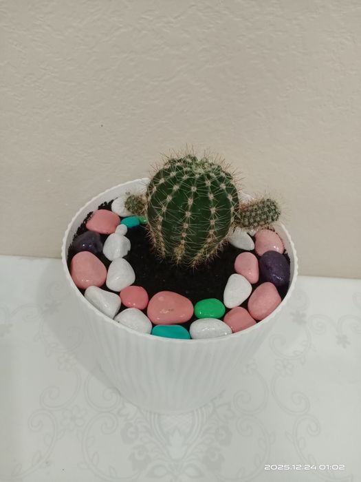 Комнатные цветы. Кактусы.