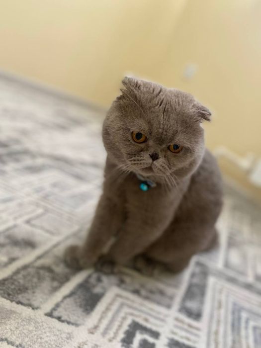 Скотиш фолд 1ёшда еркак