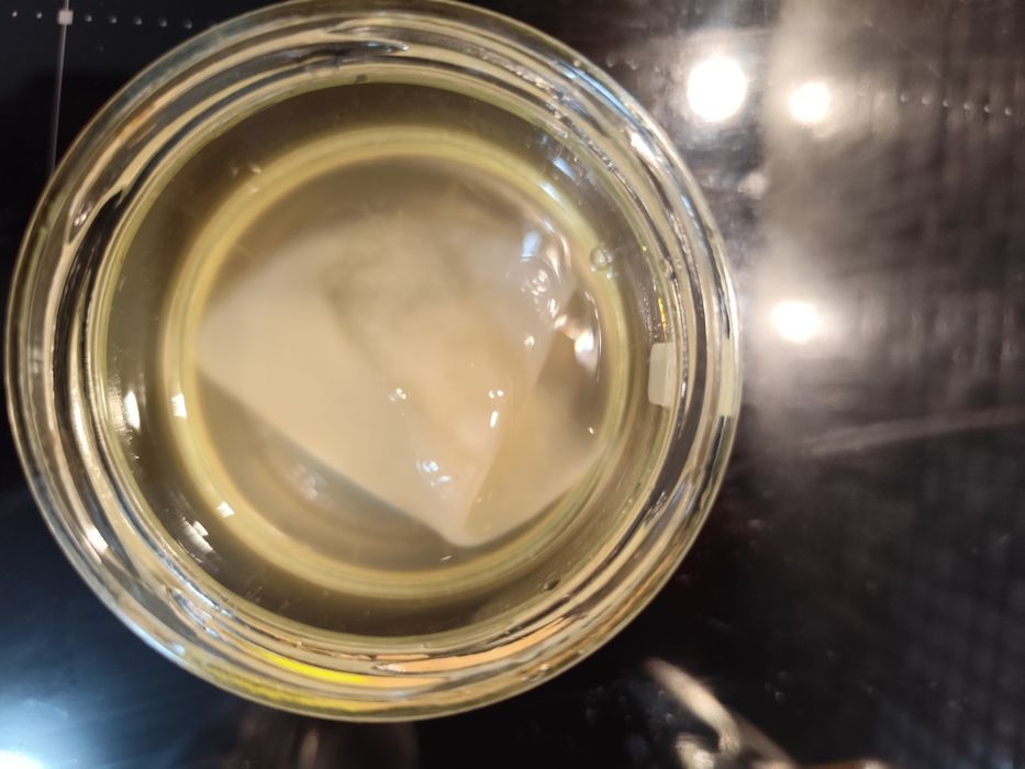 Ciupercă Kombucha (SCOBY) proaspătă + Lichid Starter inclus