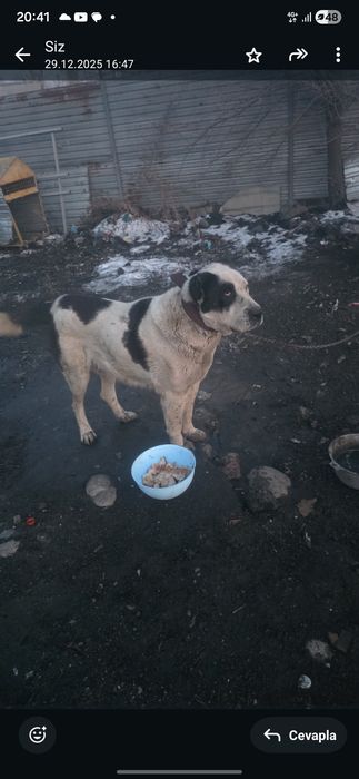 Вязка Алабай девочка