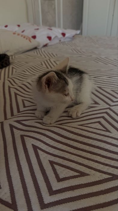 Отдам котят в хорошые руки