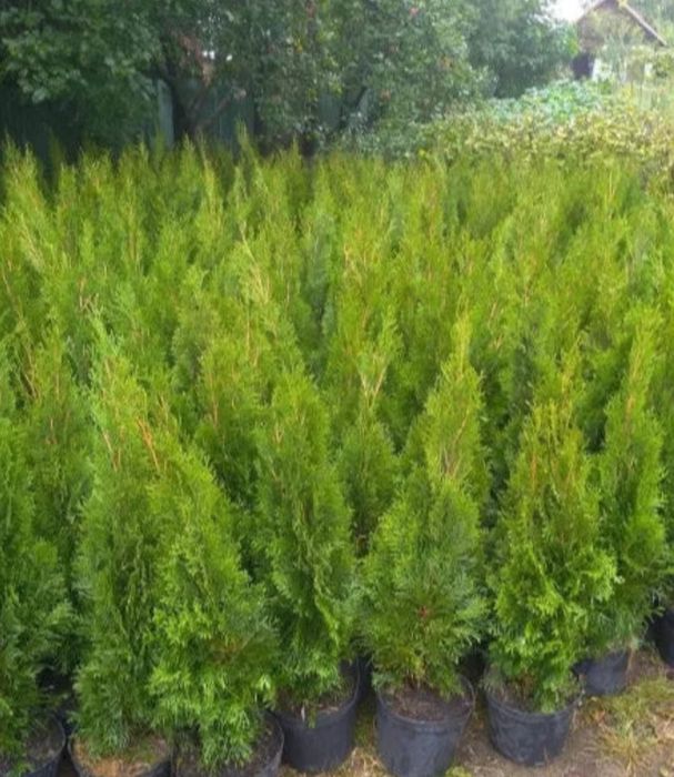 Vând pomi tuia diferite dimensiuni