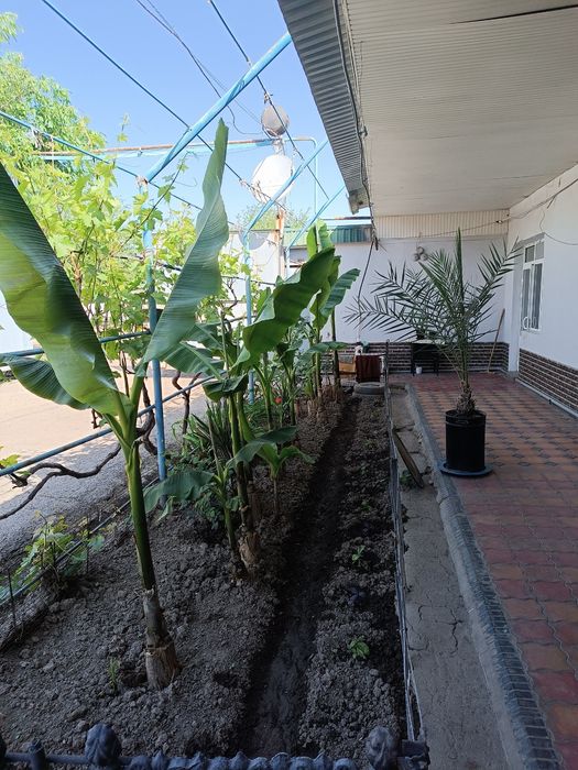 Малина и бананы для дома и дачи