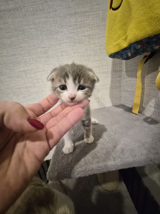 Отдам котят в хорошее руки!