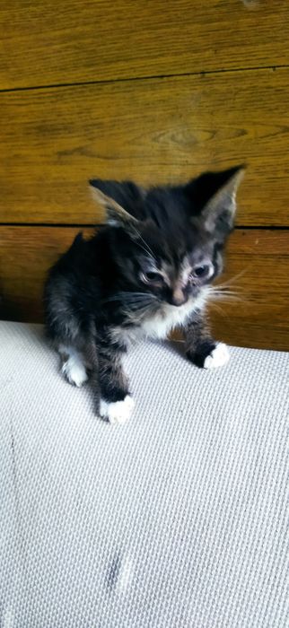 Отдам котят мальчики и девочки