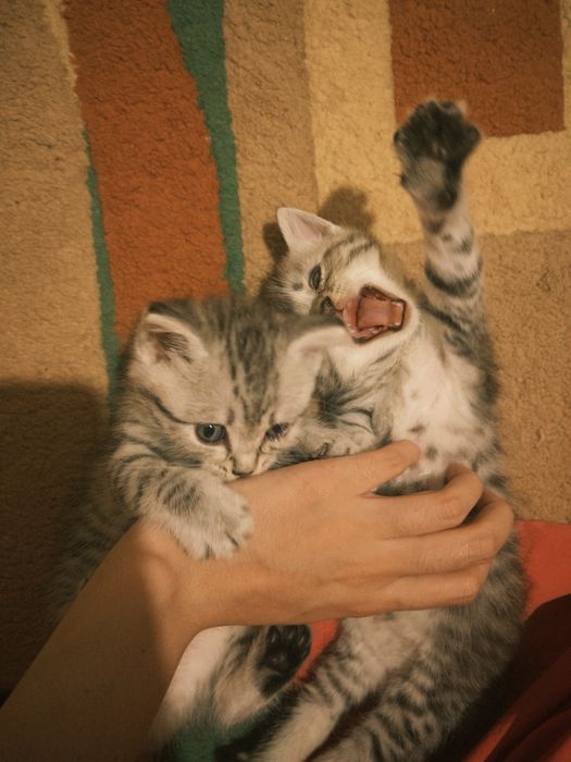 Продаются котята!