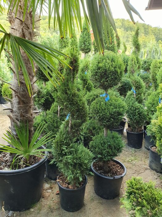 Bonsai, brad argintiiu, tuia, pon pon, palmier, spiralata, glob copaci