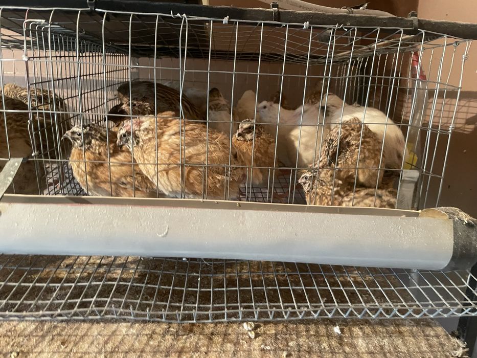 Ouă de prepeliță de vânzare – consum & incubat