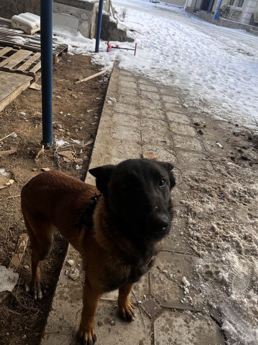 Бельгийская овчарка малинуа