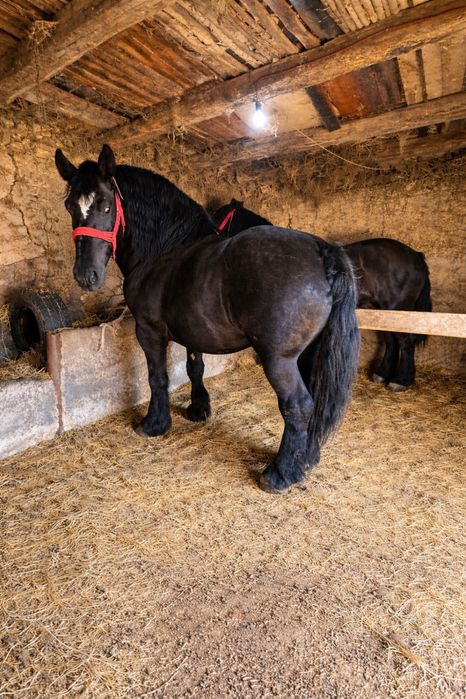 Vand doua mânze deosebite !