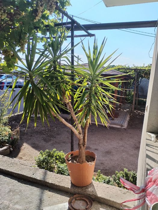 Палма, цвете, Юка