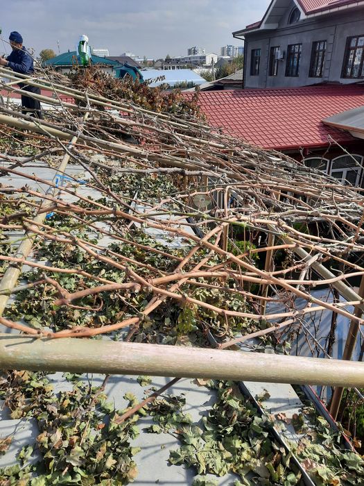 Богбон. Хизмати.