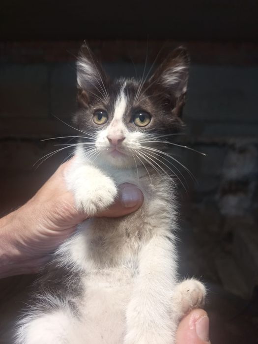 Ищут дом котятки