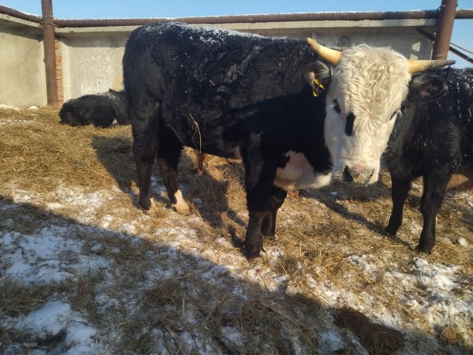 Продам мясо говядину