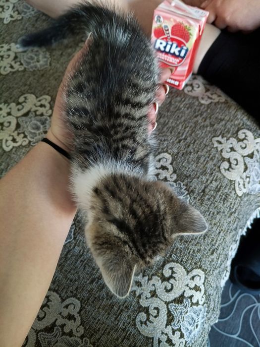 Отдам в добрые руки