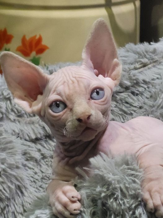 Котята сфинкс 2 мальчика.