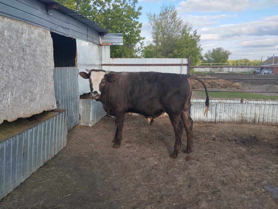 Сельское хозяйство